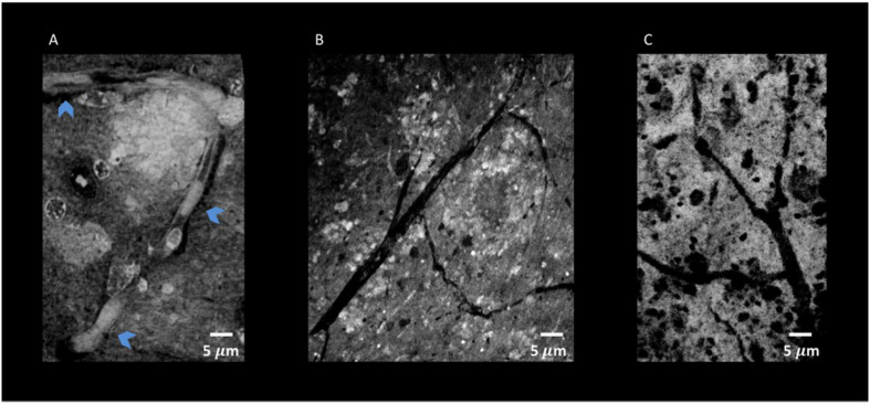 FIGURE 10