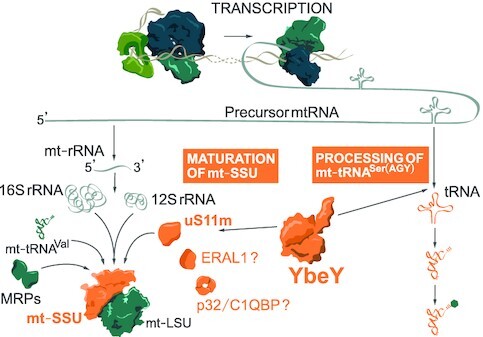 Graphical Abstract