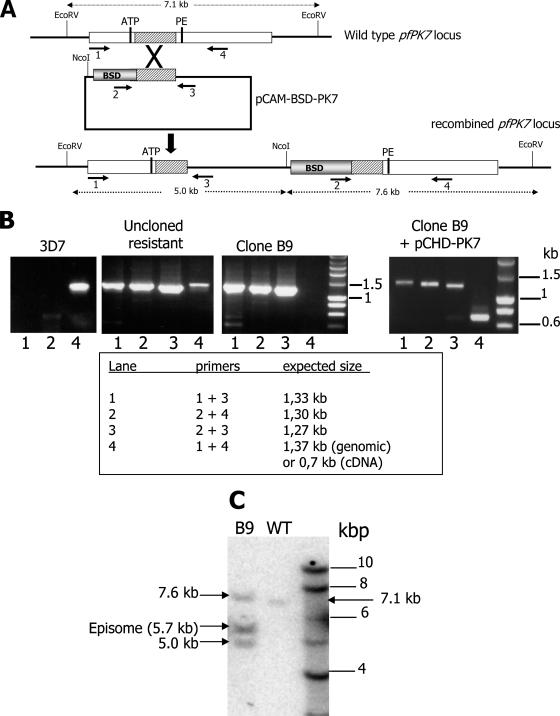 FIG. 1.