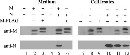 FIGURE 1.