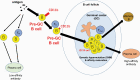 Graphical Abstract