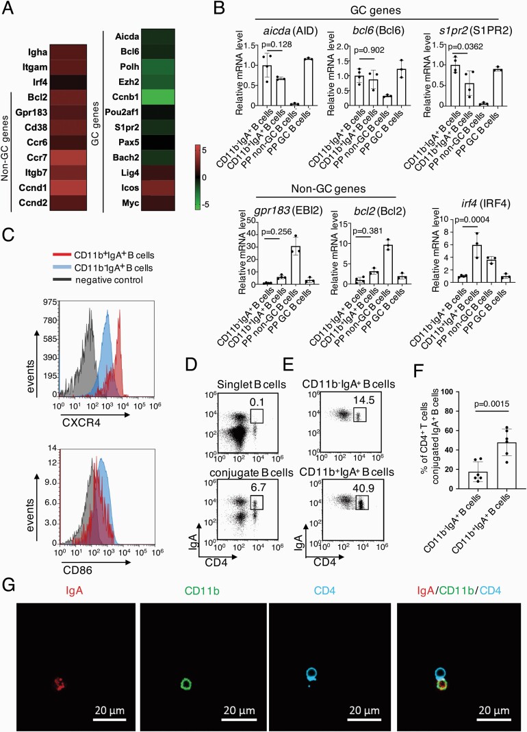 Integrin CD11b provides a new marker of pre-germinal center IgA+ B ...