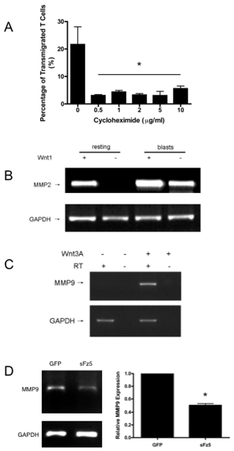 Wnt signaling induces MMP expression and regulates T cell ...