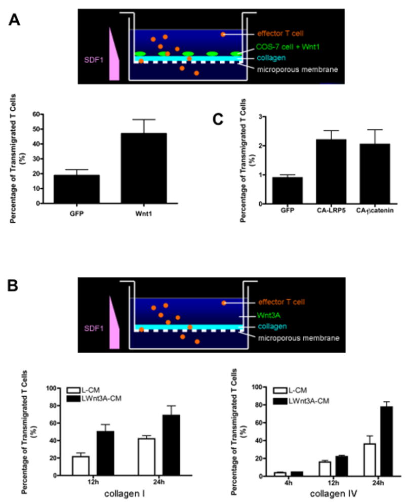 Wnt signaling induces MMP expression and regulates T cell ...