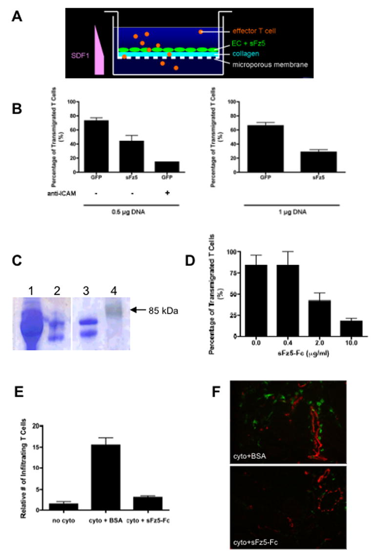 Wnt signaling induces MMP expression and regulates T cell ...