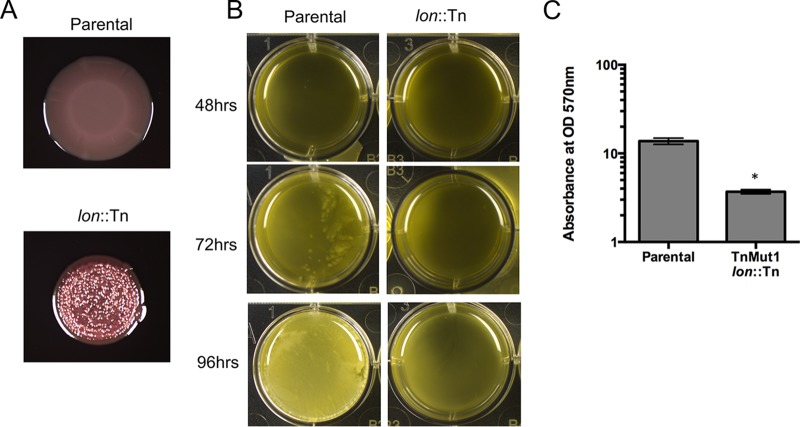 FIG 1