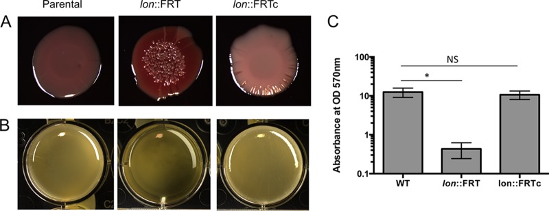 FIG 2