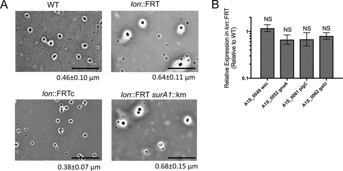 FIG 5