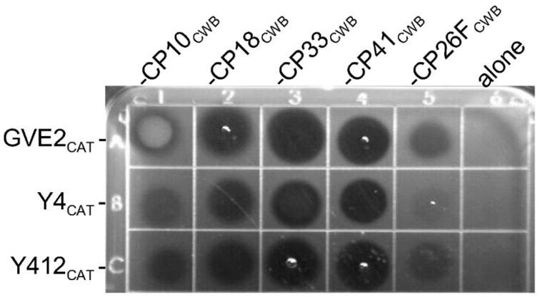 Figure 7