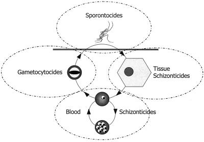 FIG. 1.