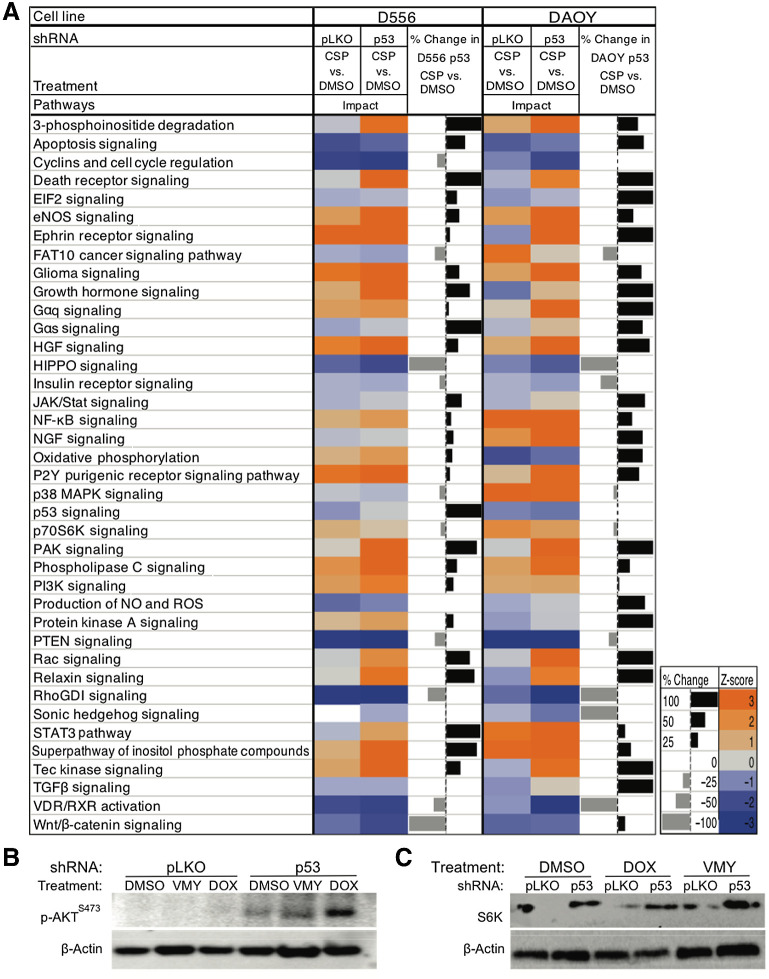 Figure 3. Pathway analysis following p53 knockdown. A, Gene ontology and pathway analysis was performed on D556 or DAOY cells and either p53 shRNA or control pLKO lentiviral infection, followed by 18 hours of drug treatment. The calculated z-scores predicting activation (orange) or inhibition (blue) of the pathways shown. B and C, The effects of the genetic inhibition of p53 on p-AKTS473 and S6K protein levels in D556 cells, treated with VMY (30 μmol/L) or doxorubicin (DOX, 4.5 μmol/L) versus DMSO control.