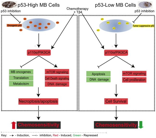 Figure 7. Schematic model of differential p53 and PI3K function in medulloblastoma cells. Left, p53 acts as a supporting oncogene in medulloblastoma cells with constitutive p53 expression. Suppression of p53 in these cells leads to enhanced PI3K/AKT signaling resulting in enhanced chemosensitivity. Co-treatment with Tβ4 obviates the need for suppressing p53, directly activating the PI3K/AKT pathway to increase chemosensitivity. Right, p53 functions as a classic tumor suppressor protein in cells with low basal p53 expression. Either suppression of p53 or induction of PI3K/AKT signaling reduces chemosensitivity in these cells.