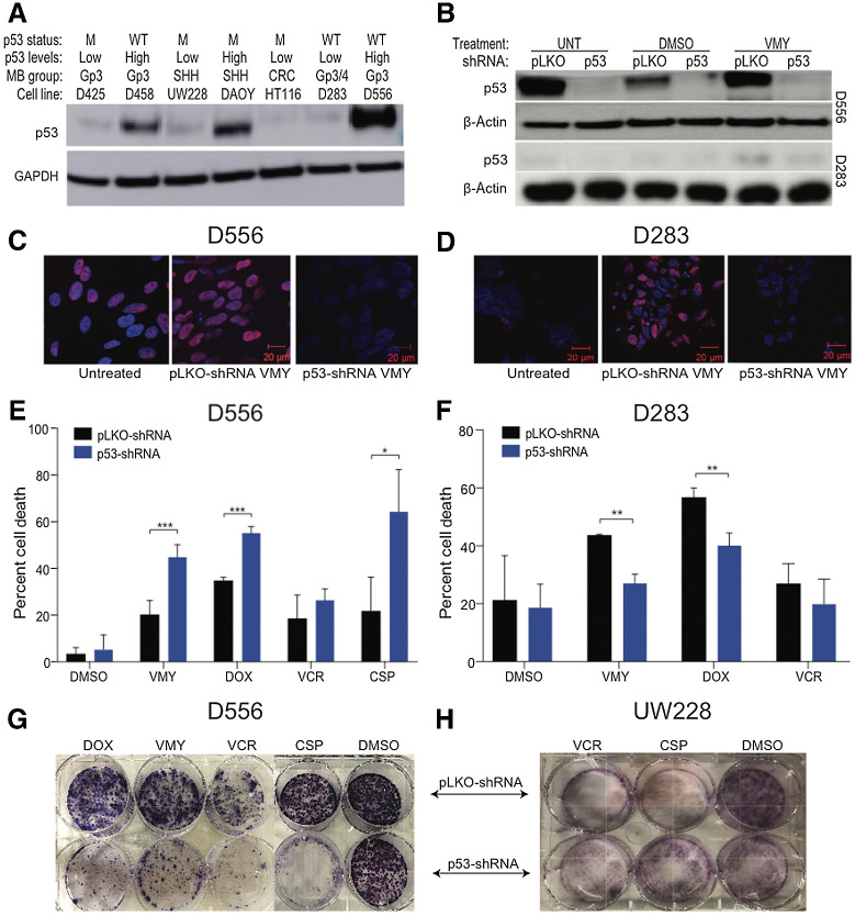 Figure 2. A, Immunoblot analyses of p53 protein expression and genetic status of six different human medulloblastoma cell lines. GAPDH was used as a loading control. B, Cells were infected with either p53 shRNA or control pLKO lentiviral followed by 18 hours of drug treatment and Western blots were run. C–F, Effect of p53 silencing of in p53 high (D556) and p53 low (D283) cell lines. Cells were infected with either p53-shRNA or control pLKO lentivirus, followed by 18 hours of drug treatment. Immunofluorescence images of p53 (red) subcellular localization and DAPI (blue) nuclear staining. Merged images are shown for D556 (C) and D283 (D) cells. The effects of p53 knockdown on cell viability in D556 (E) and D283 (F) cells following treatment with VMY (30 μmol/L), doxorubicin (DOX, 4.5 μmol/L), vincristine (VCR, 0.5 μmol/L), and cisplatin (CSP, 12.5 μmol/L). Data are mean ± SD of at least three independent experiments. P: *, <0.05; **, <0.01; ***, <0.001. G and H, Colony-forming assays of D556 and UW228 cells following p53 knockdown and treatment with VCR (0.05 μmol/L), DOX (0.05 μmol/L), or CSP (0.5 μmol/L). M; mutant p53, WT; wildtype, Gp; group, CRC; colorectal cancer.