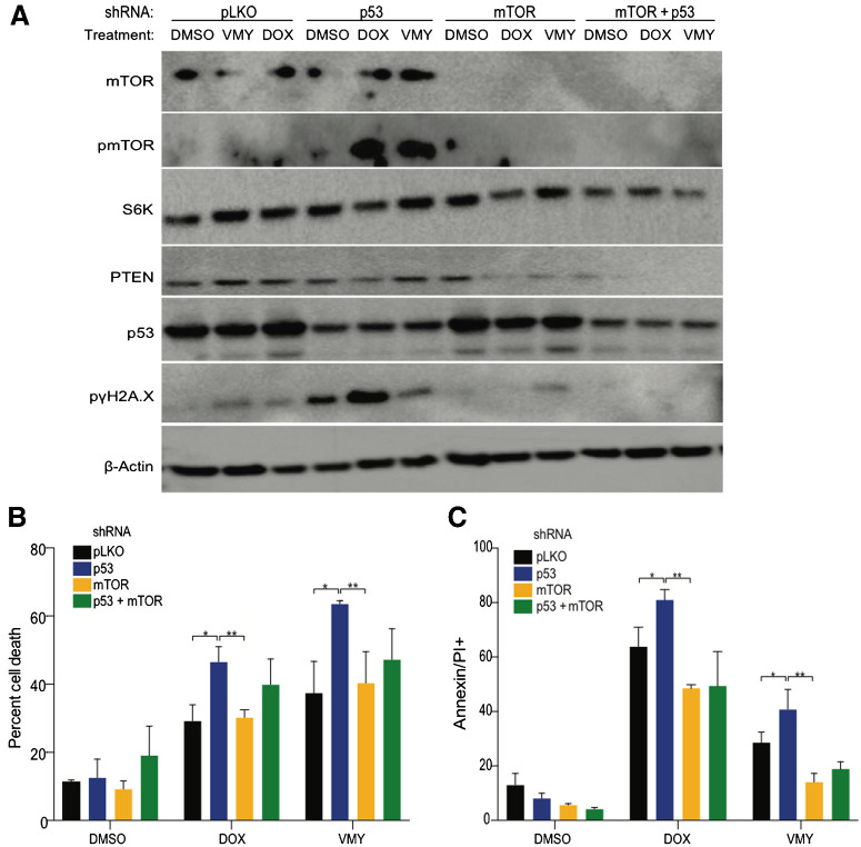 Figure 4. Effects of mTOR/AKT pathway modulation in medulloblastoma cells. A, Immunoblot of D556 cells infected with p53- and mTORC1-shRNAs or control pLKO-shRNA lentivirus followed by 18 hours exposure to DMSO, VMY (30 μmol/L), or DOX (4.5 μmol/L). Cell viability as a result of infection with p53- and/or mTOR-shRNAs versus pLKO-control shRNA lentivirus in D556 cells treated for 18 hours with DMSO, VMY (30 μmol/L) or doxorubicin (4.5 μmol/L) and assessed using trypan blue (B) or Annexin V (C) and propidium iodide (PI) staining by flow cytometry. Data are shown as percent change in staining versus pLKO-control infected cells. Data are mean ± SD of three independent experiments. P: *, <0.05; **, <0.01.