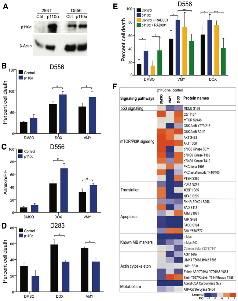 Figure 5. Effects of overexpression of p110α on D556 and D283 cell survival. A, p110α expression levels in transfected D556 and 293T cells. The effects of increased p110α expression on D556 cell viability determined by trypan blue (B) and and Annexin V/PI (C) staining. D, The effects of increased p110α expression on cell viability in p53-low D283 cells. E, Suppression of p110α-enhanced chemosensitivity by RAD001 (1 μmol/L). F, RPPA analysis performed on p110α transfected D556 cells and treated with VMY (30 μmol/L) or doxorubicin (DOX, 4.5μmol/L). A panel of 159 total and phosphoproteins was used. Data are represented as fold change in protein levels in p110α versus vector control cells. Key medulloblastoma-related proteins are shown in red. Data are mean ± SD of three independent experiments. P: *, <0.05; **, <0.01; ***, <0.001.