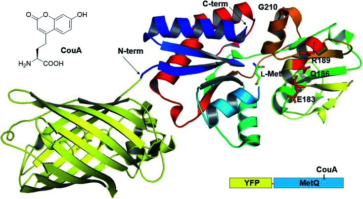 Fig. 1