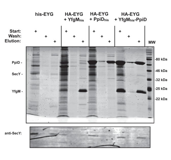 Figure 6—figure supplement 1.