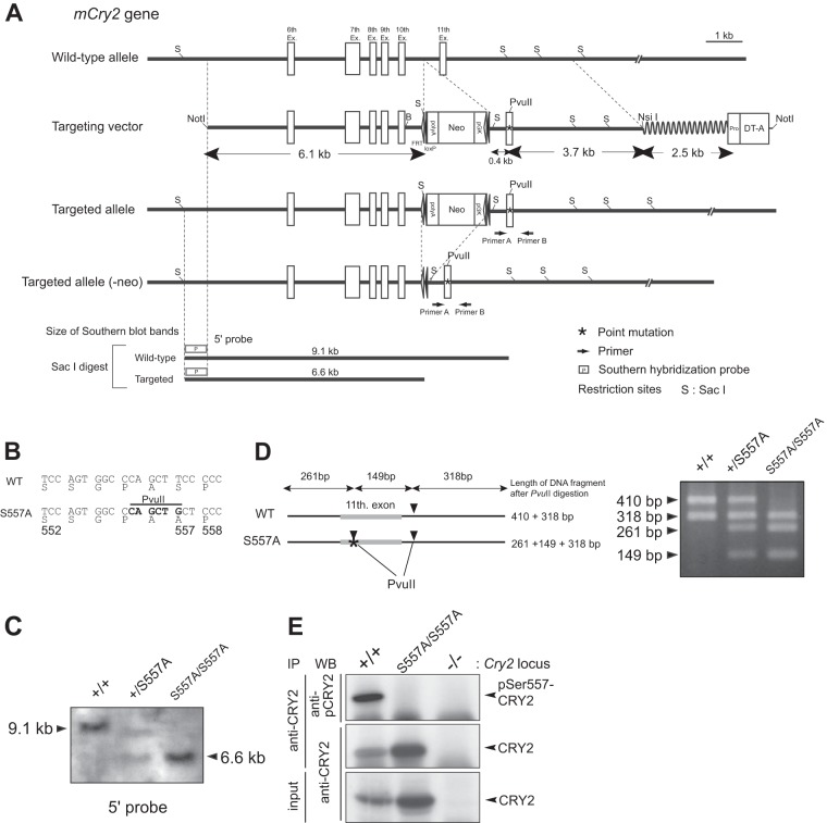 FIG 1