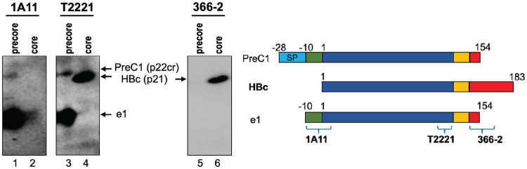 FIG 2