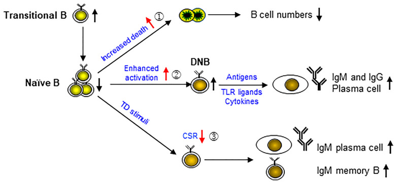 Figure 7