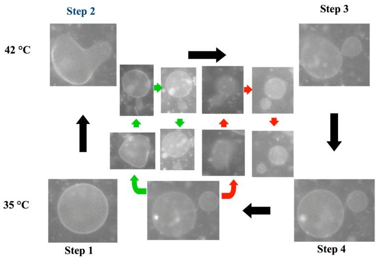 Figure 21