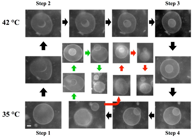 Figure 20