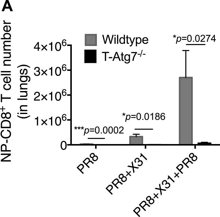 Figure 5—figure supplement 1.