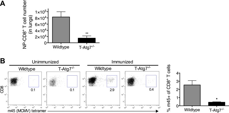 Figure 2—figure supplement 1.