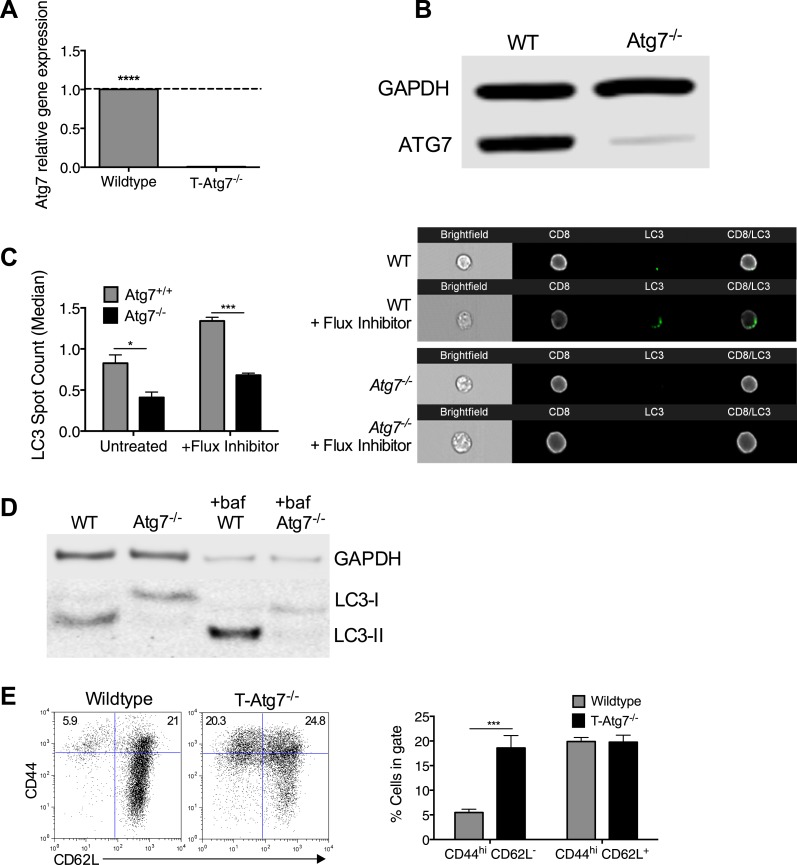 Figure 1—figure supplement 1.