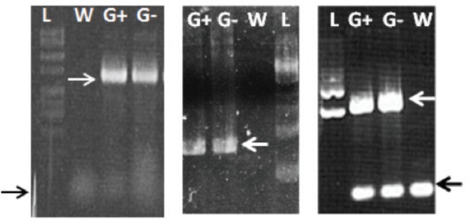 FIGURE 3