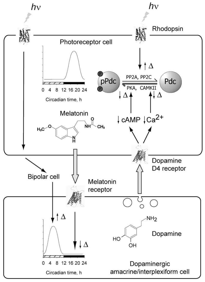 Fig. 8