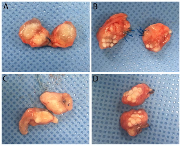 Fig. 11