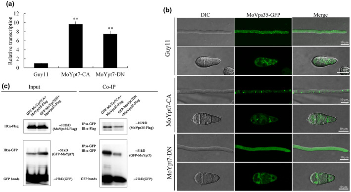 FIGURE 3