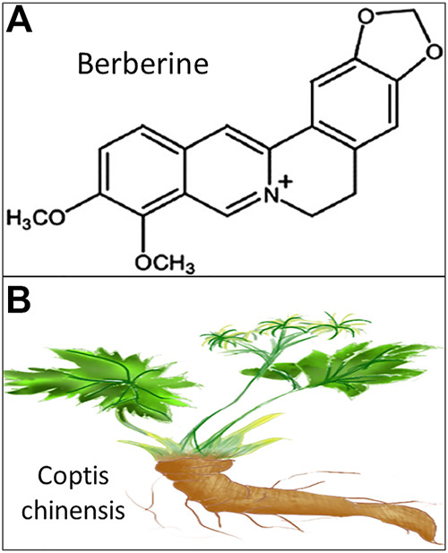 FIGURE 1