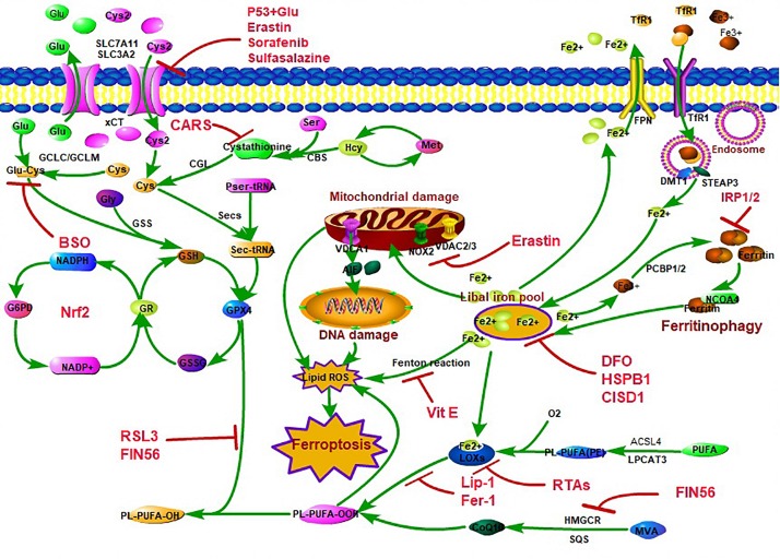 FIGURE 1