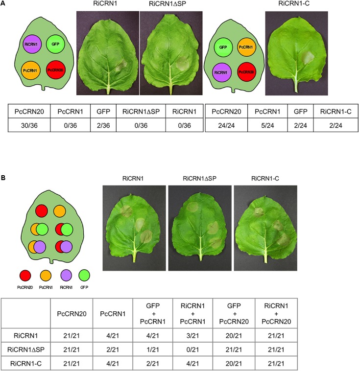 FIGURE 6