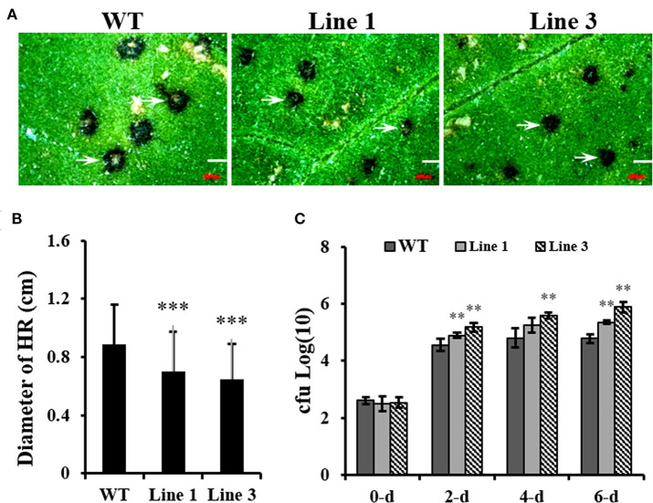 Figure 6