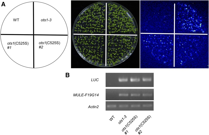 Figure 4.