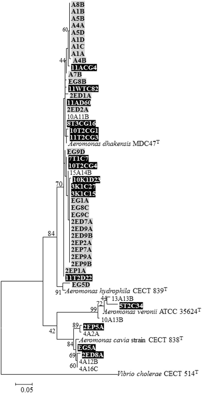 FIGURE 1