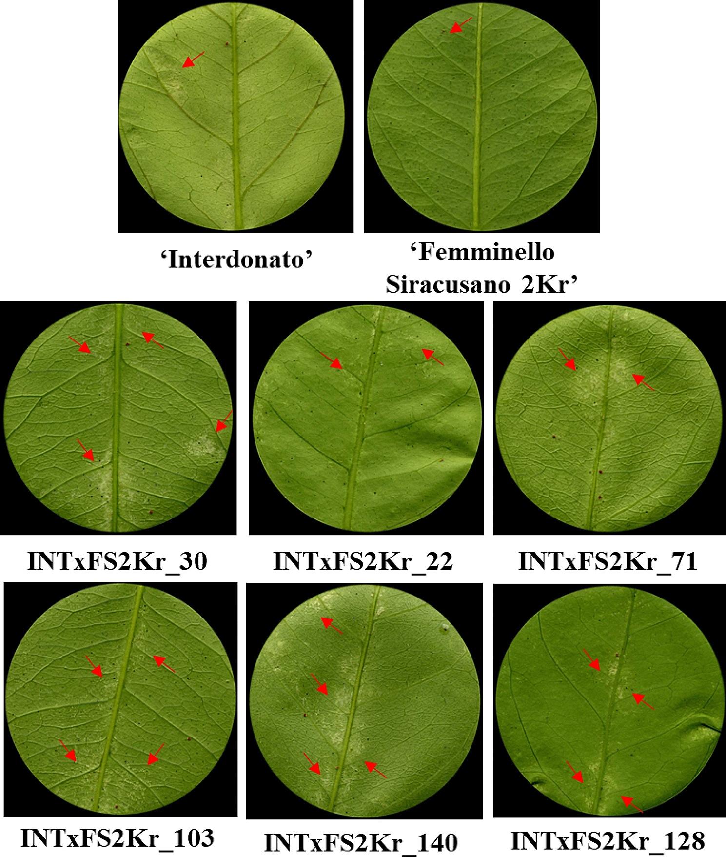 Fig. 4