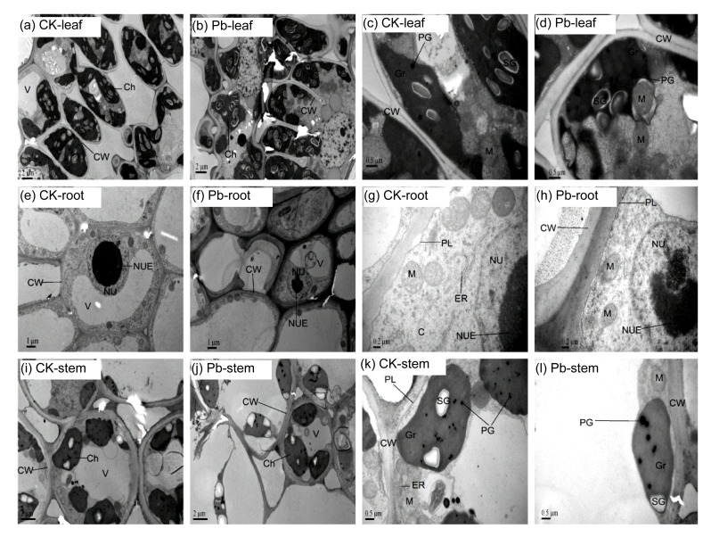 Fig. 5