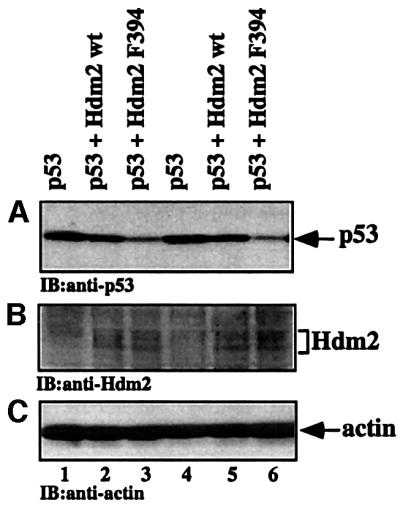 graphic file with name cdf384f8.jpg