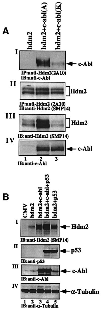 graphic file with name cdf384f3.jpg