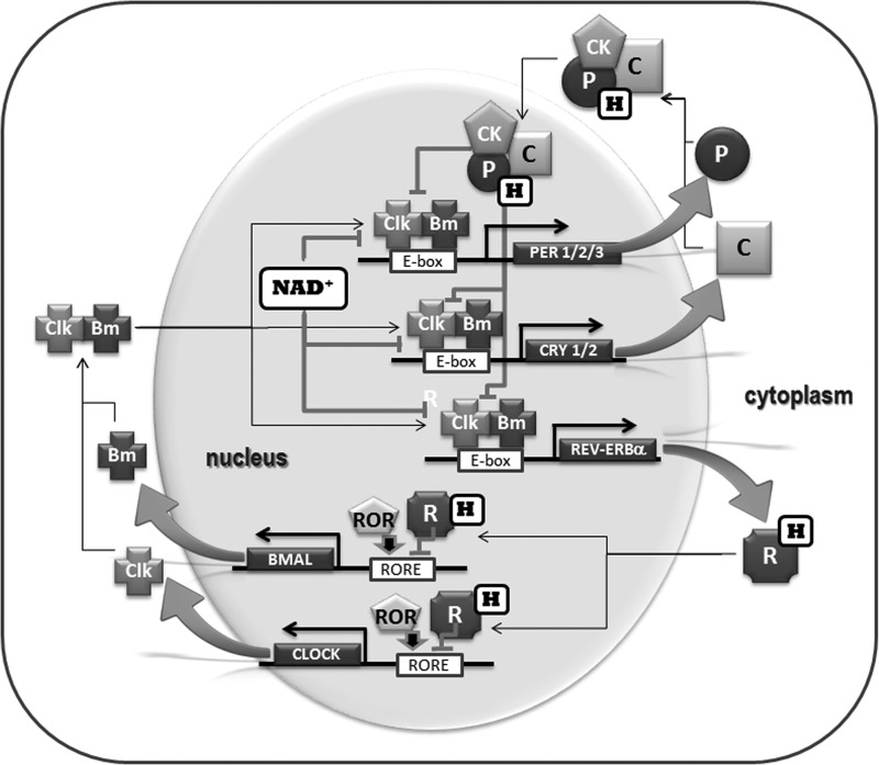 FIG. 2.