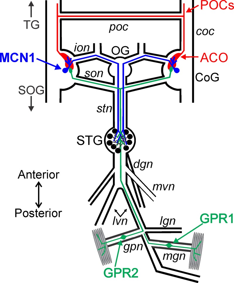 Fig 1