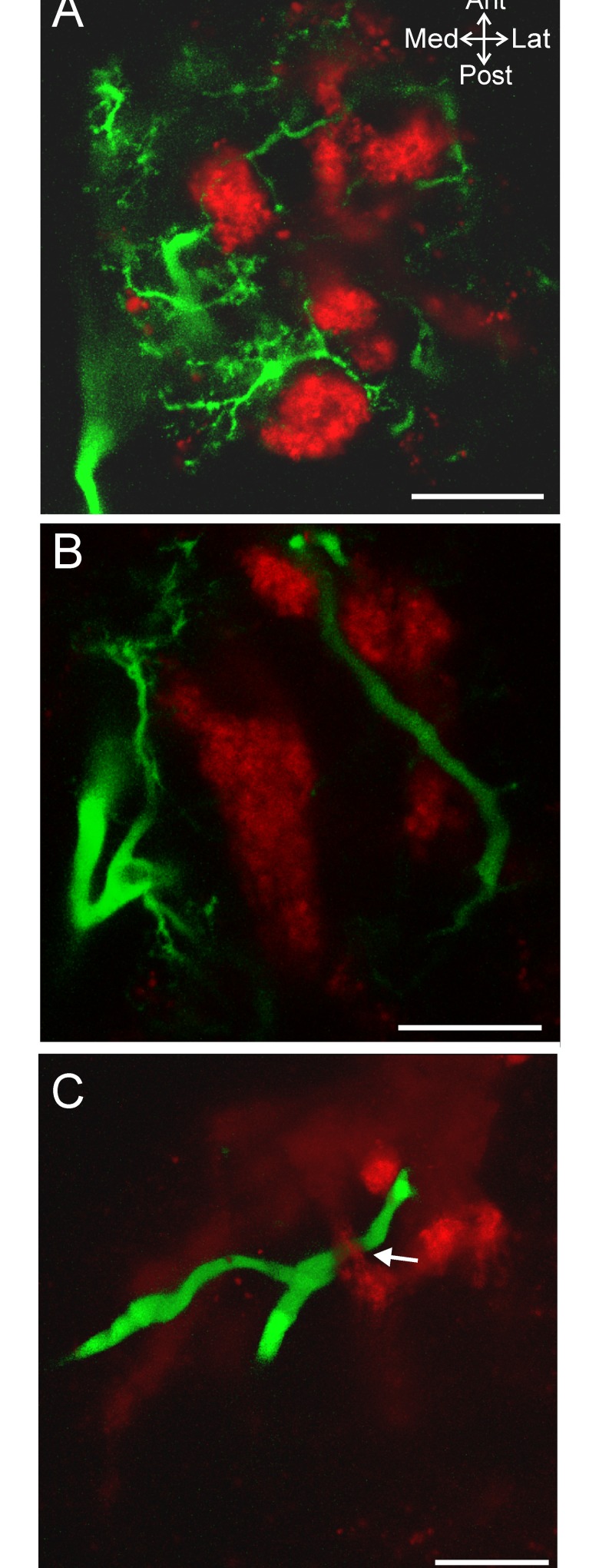 Fig 7