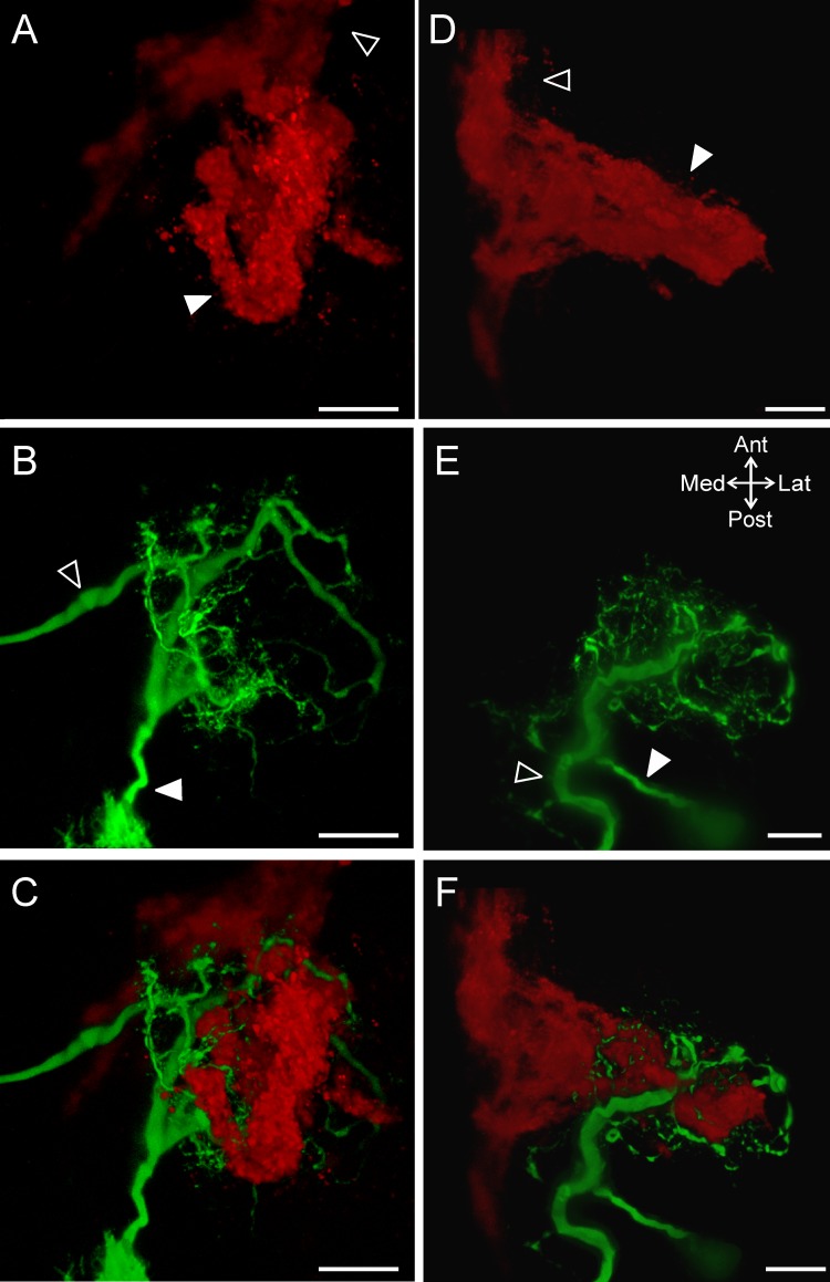 Fig 6