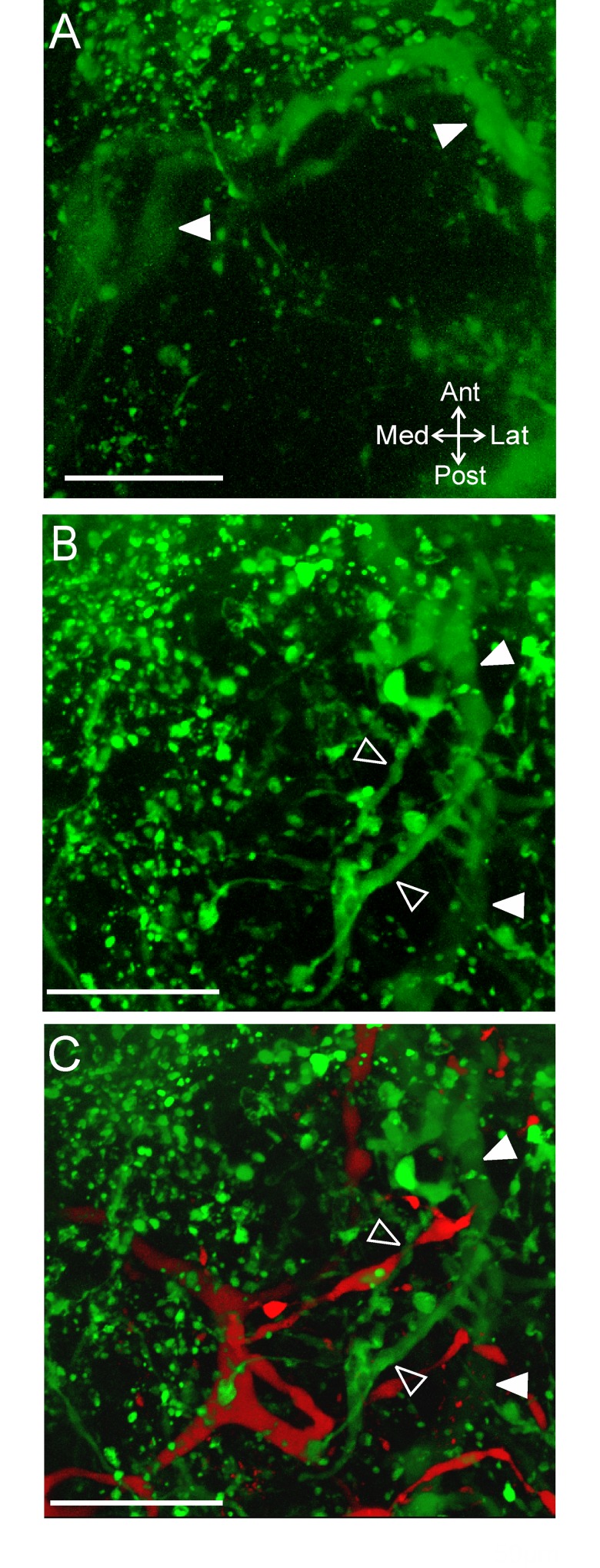 Fig 10