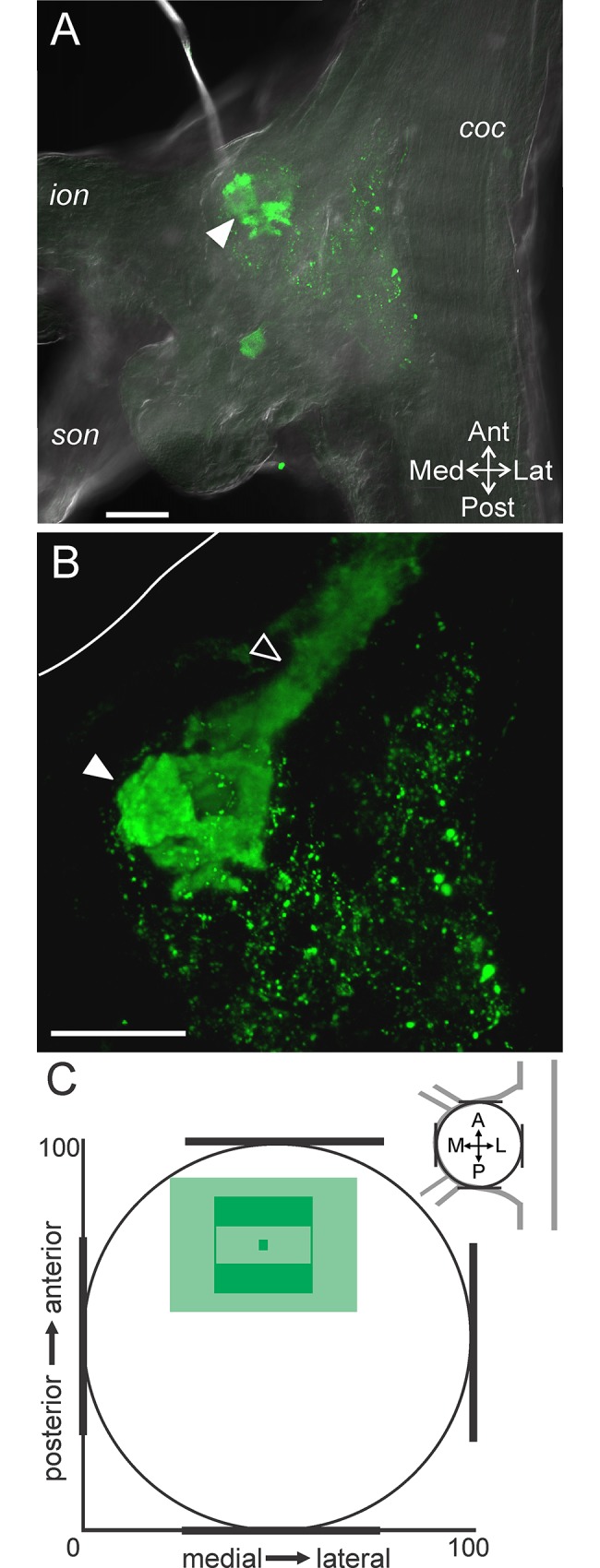 Fig 4