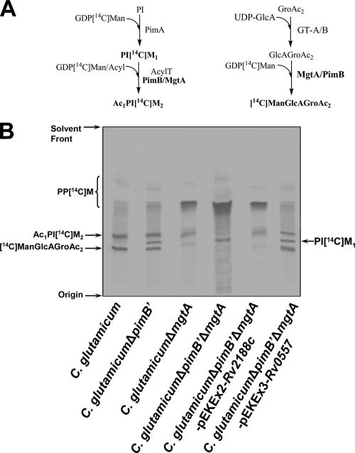 FIG. 5.